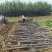 广西黑皮甘蔗大量有货基地直供品质优甜度高欢迎咨询电话
