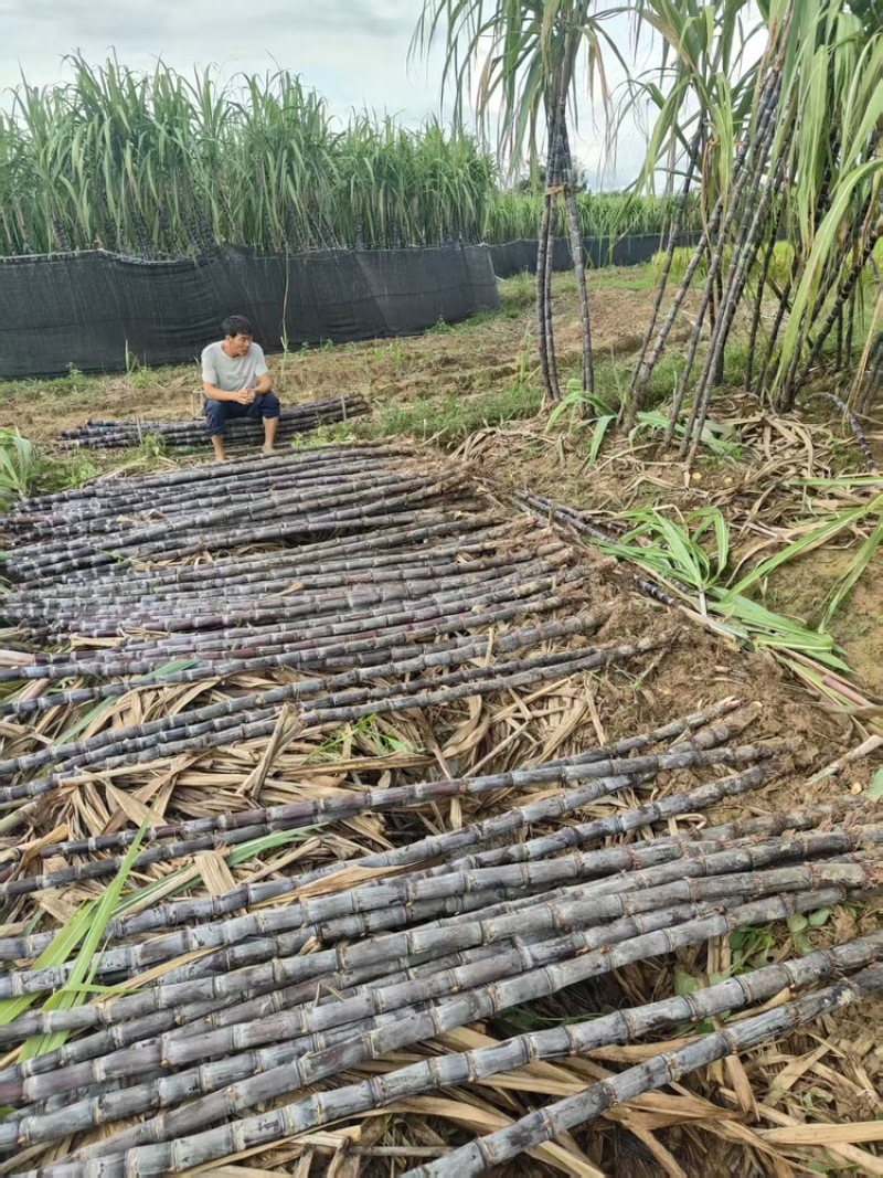 广西黑皮甘蔗大量有货基地直供品质优甜度高欢迎咨询电话