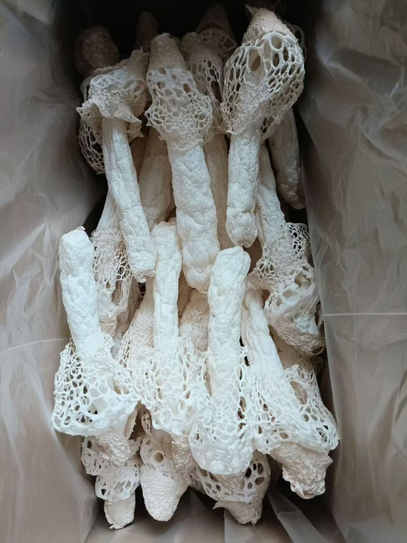 织金清香型竹荪营养美味新鲜采摘欢迎选购
