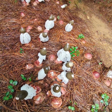 织金清香型竹荪营养美味新鲜采摘欢迎选购