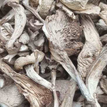 山西野生银盘蘑菇口感好营养价值高干货大量有货