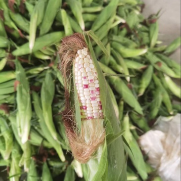 花糯玉米大量有货基地直供品质优可视频看货欢迎咨询