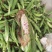 花糯玉米大量有货基地直供品质优可视频看货欢迎咨询