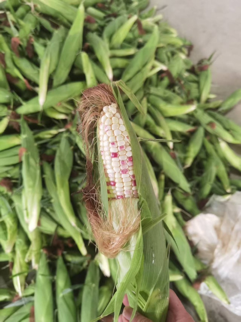 花糯玉米大量有货基地直供品质优可视频看货欢迎咨询