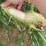 花糯玉米大量有货基地直供品质优可视频看货欢迎咨询