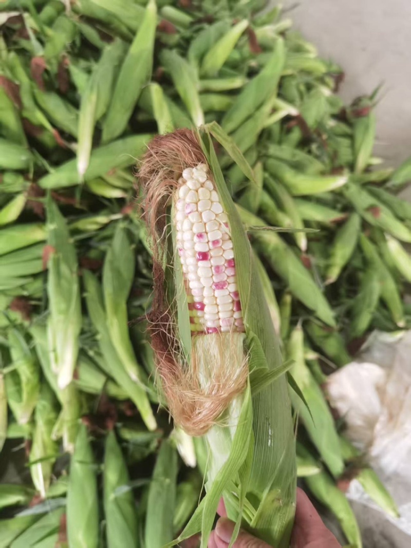 花糯玉米大量有货基地直供品质优可视频看货欢迎咨询