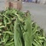 花糯玉米大量有货基地直供品质优可视频看货欢迎咨询
