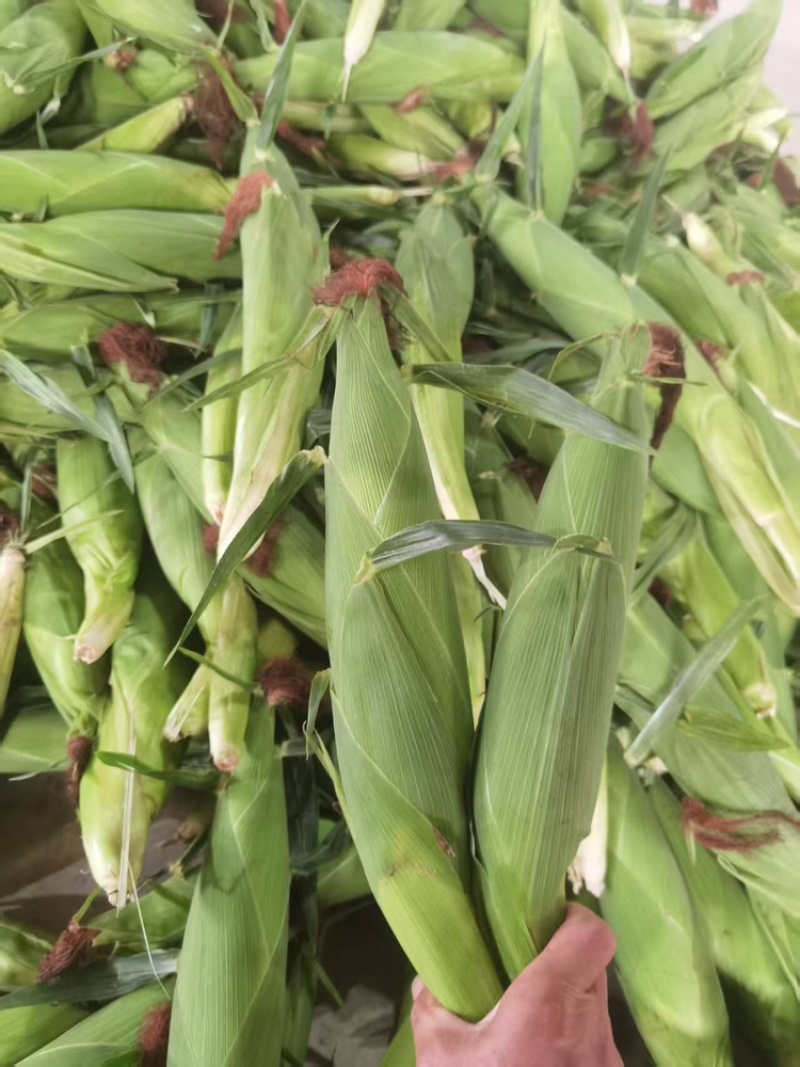花糯玉米大量有货基地直供品质优可视频看货欢迎咨询