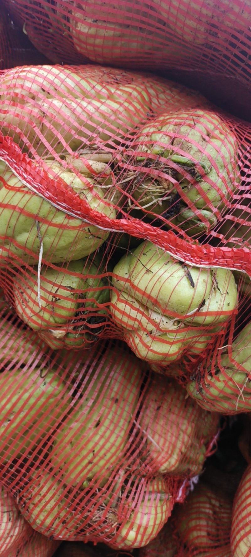 佛手瓜