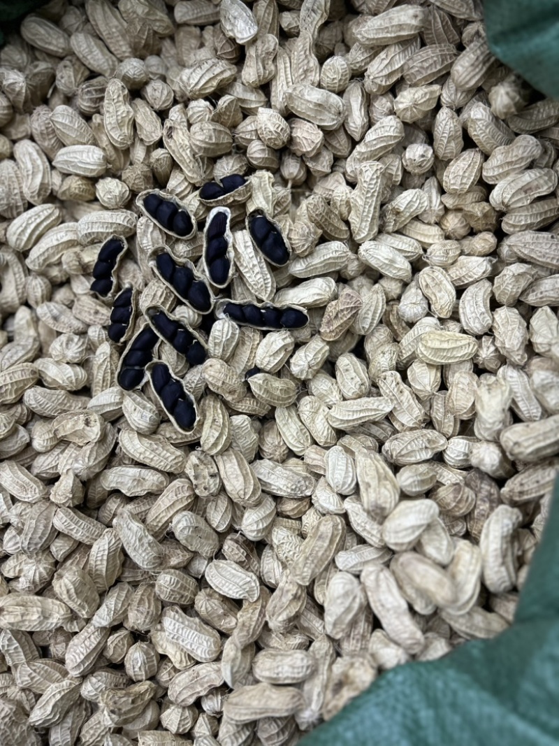 云南普洱老品种带壳黑花生精品小黑花生水花生产地直发