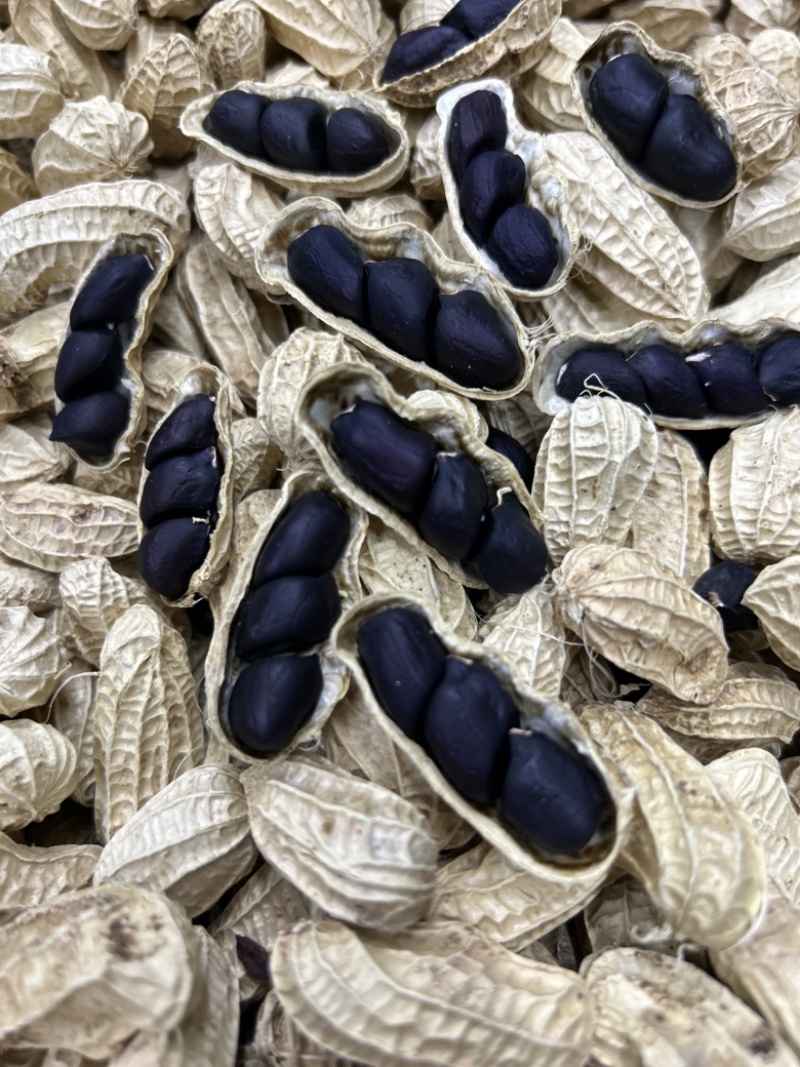 云南普洱老品种带壳黑花生精品小黑花生水花生产地直发