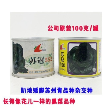 绿领苏冠550黑叶矮脚青菜种籽高产耐寒黑亮矮箕趴地苏州