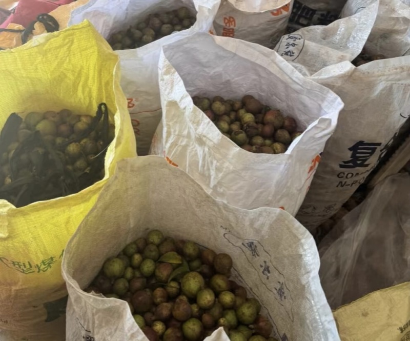 自家山茶油5斤装
