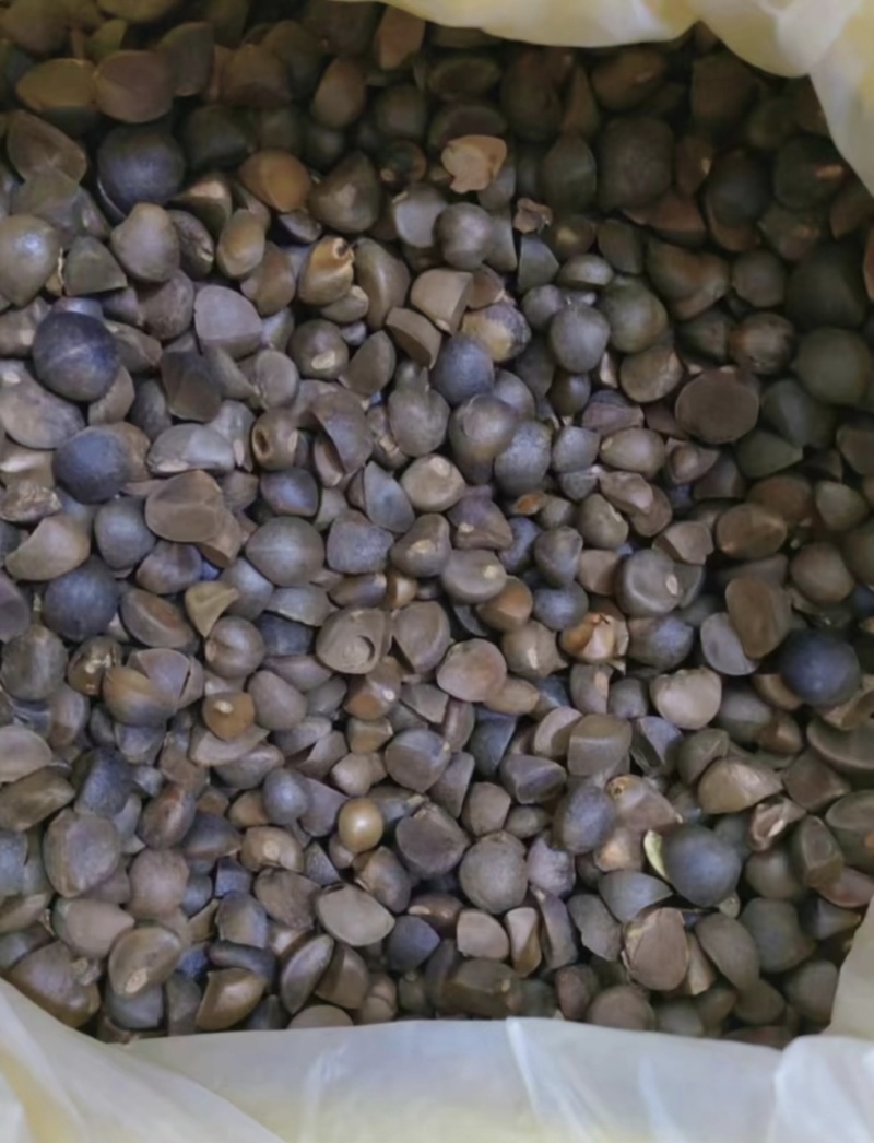 自家山茶油5斤装