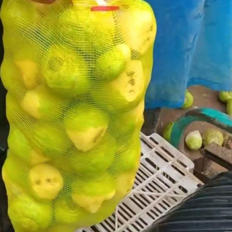 大头芥菜