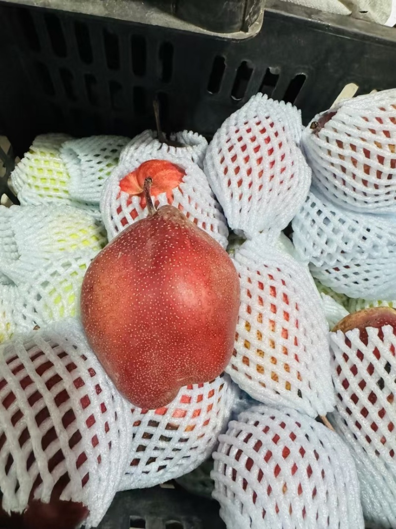 彩虹梨有1000件，甘肃酒泉货，批发出，电商一件代发