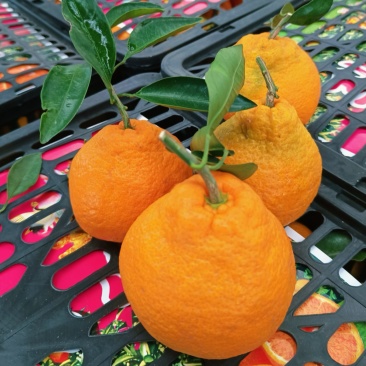 【精品丑橘】不知火丑橘纯甜化渣农户一手货源供应货源充足