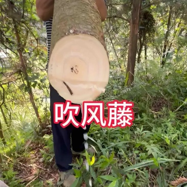吹风藤，甘草藤