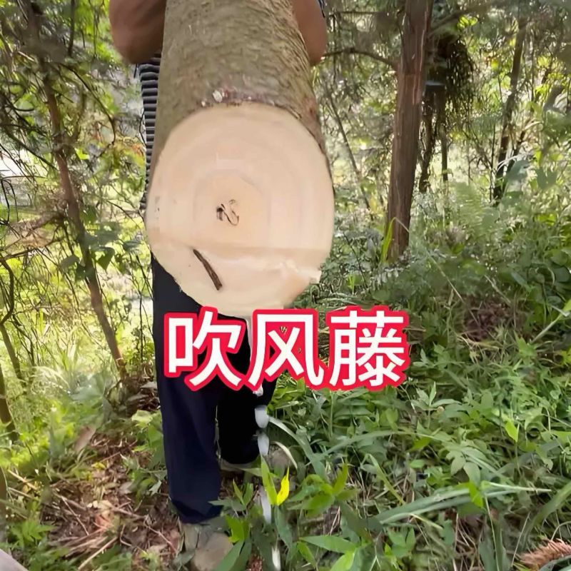 吹风藤，甘草藤