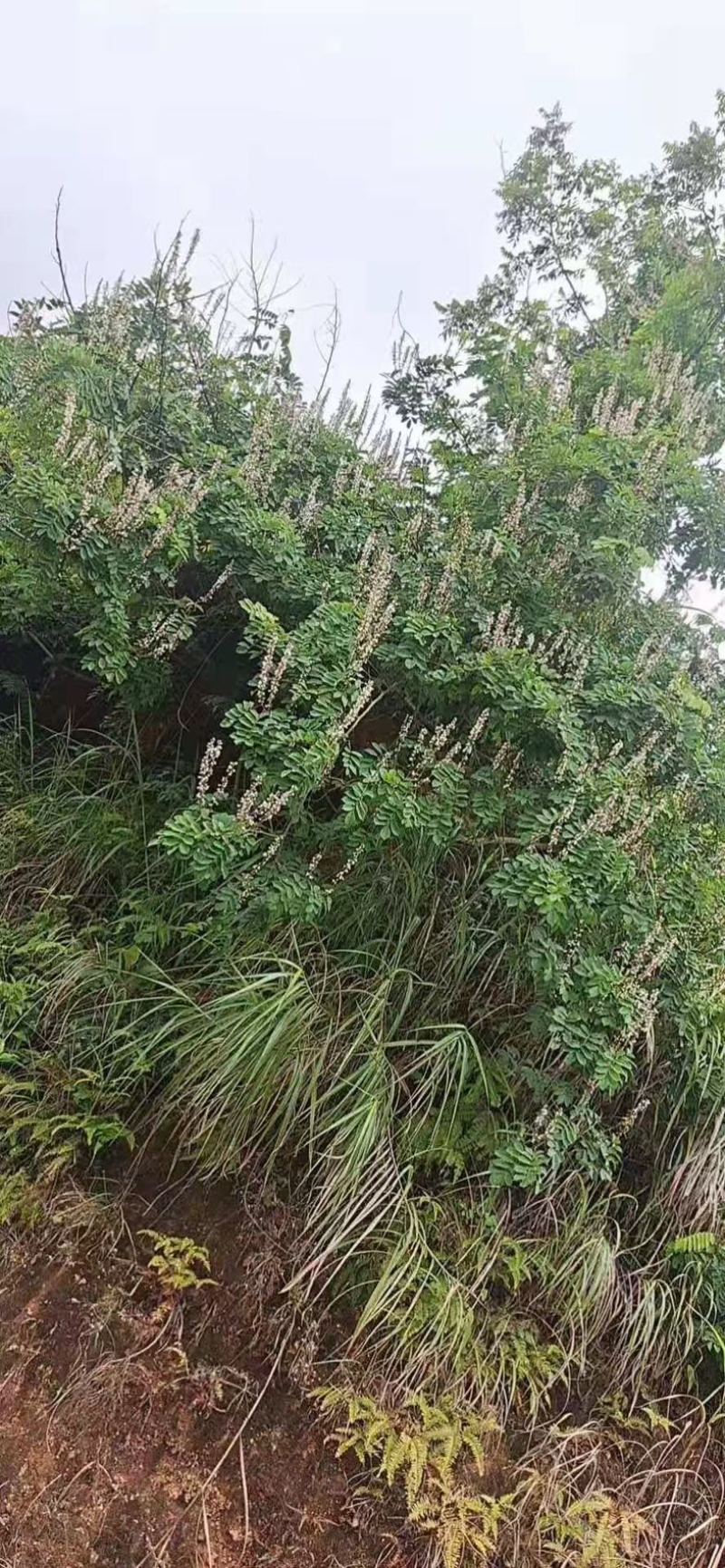 吹风藤，甘草藤