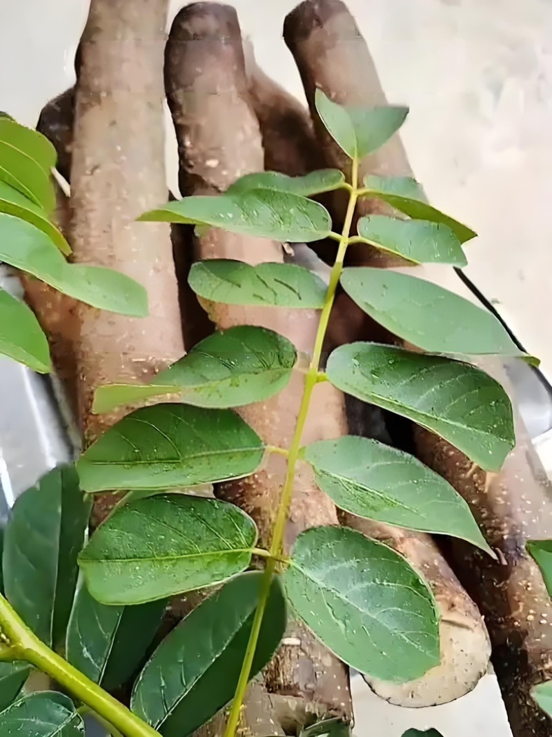 吹风藤，甘草藤