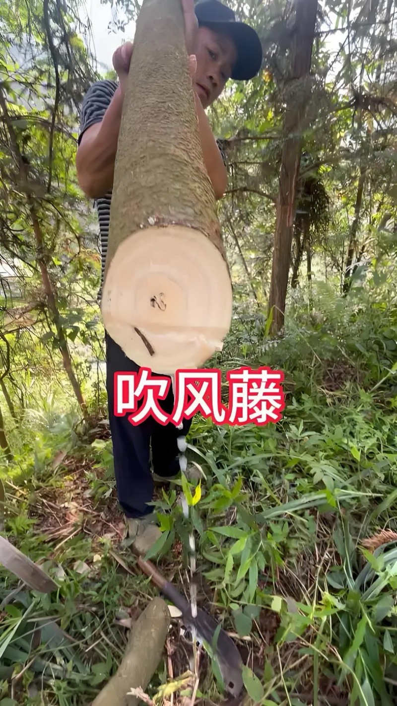 吹风藤，甘草藤