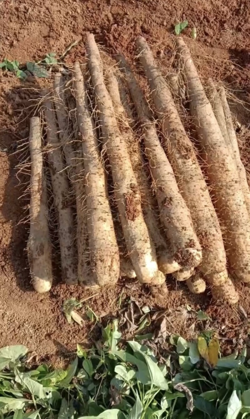 山药，产地直发，大量有货，欢迎各位老板咨询采购