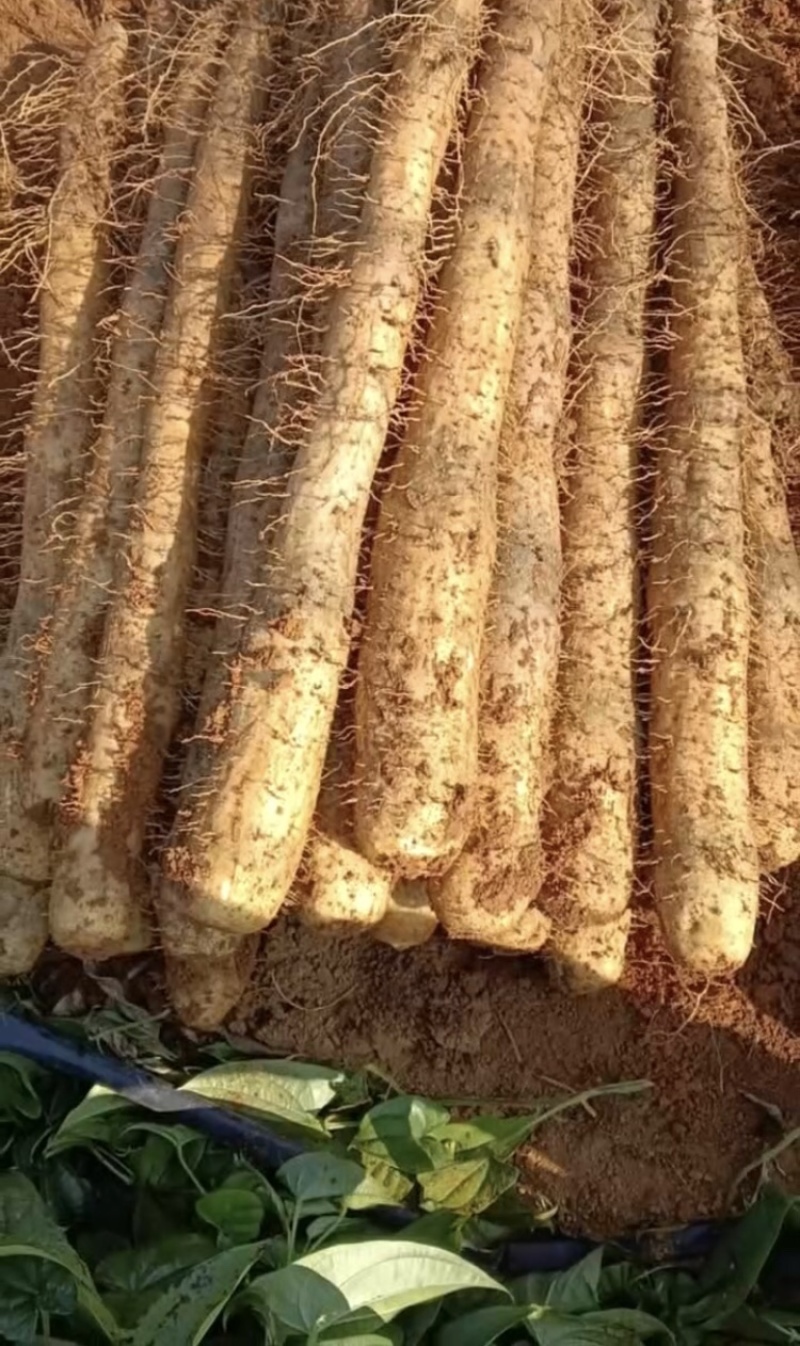 广西桂林黑美人山药价格不贵，大量有货，欢迎咨询采购