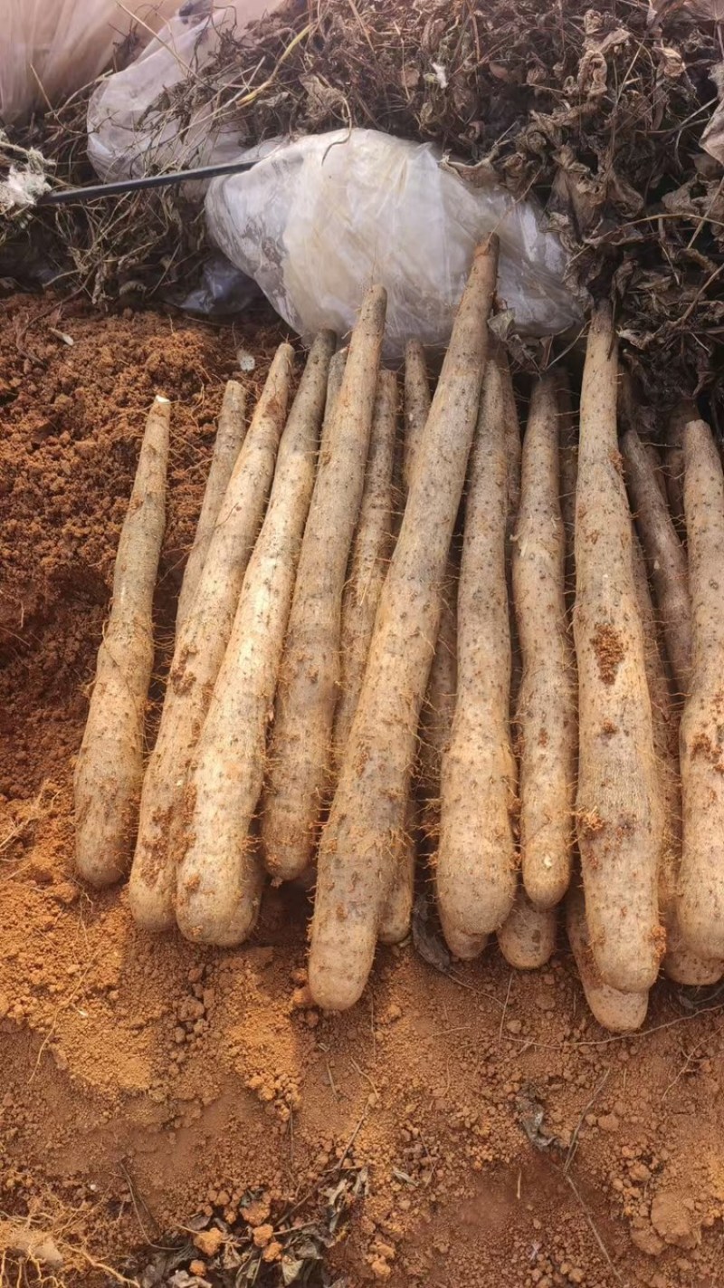 广西桂林黑美人山药价格不贵，大量有货，欢迎咨询采购