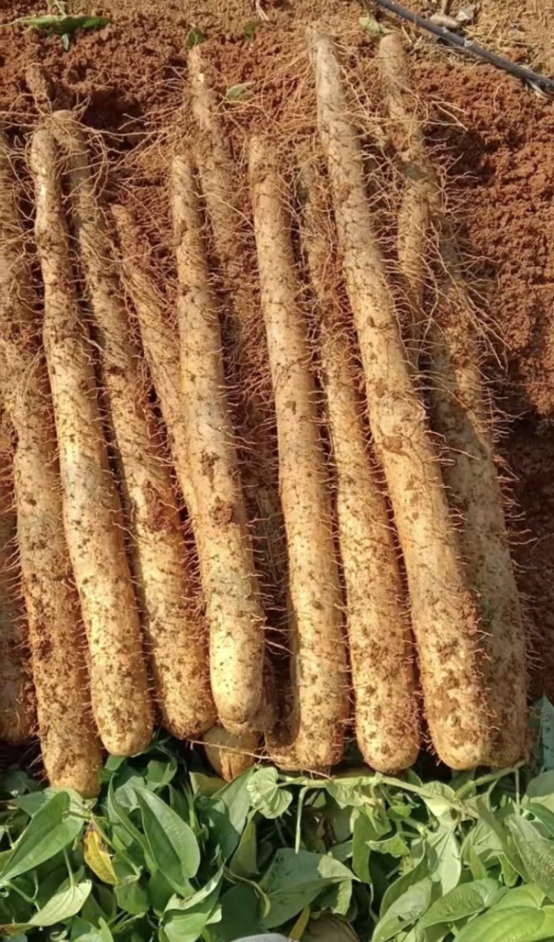 广西桂林黑美人山药价格不贵，大量有货，欢迎咨询采购