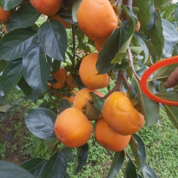 阳丰脆柿子，