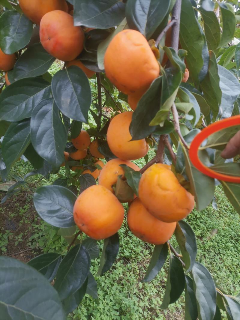 阳丰脆柿子，