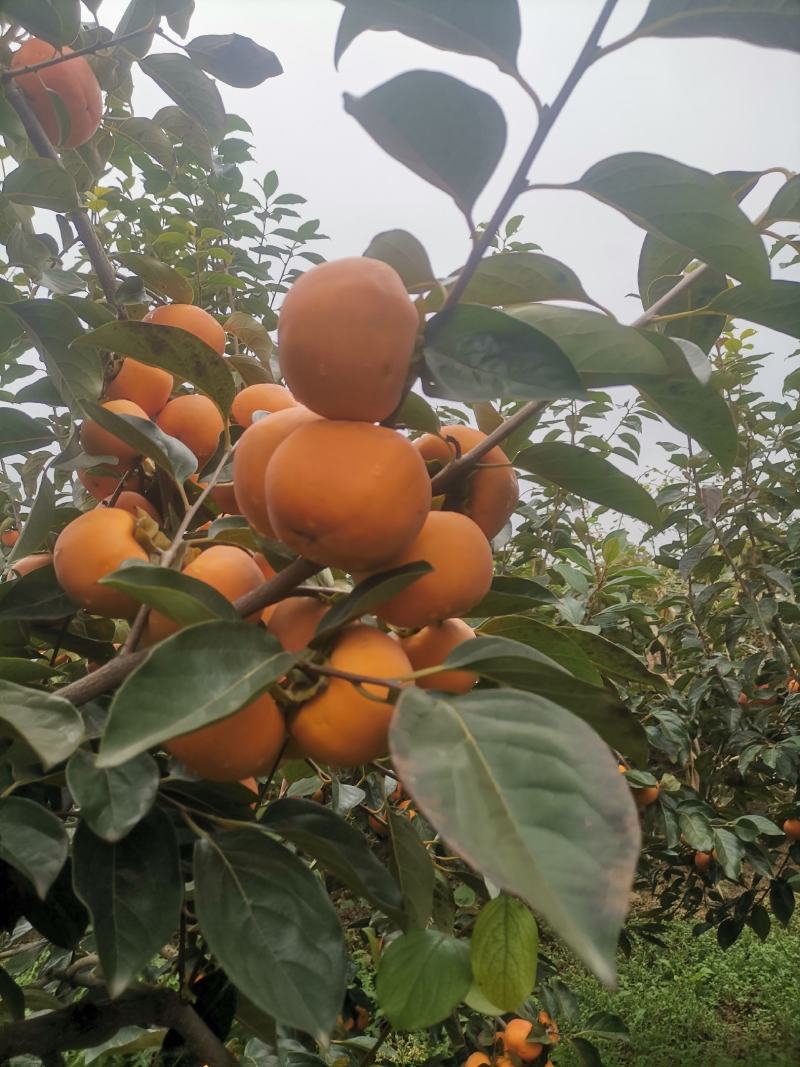 阳丰脆柿子，