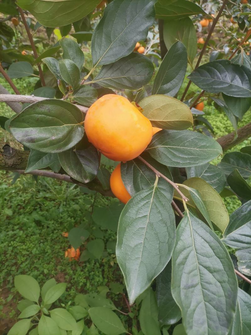 阳丰脆柿子，