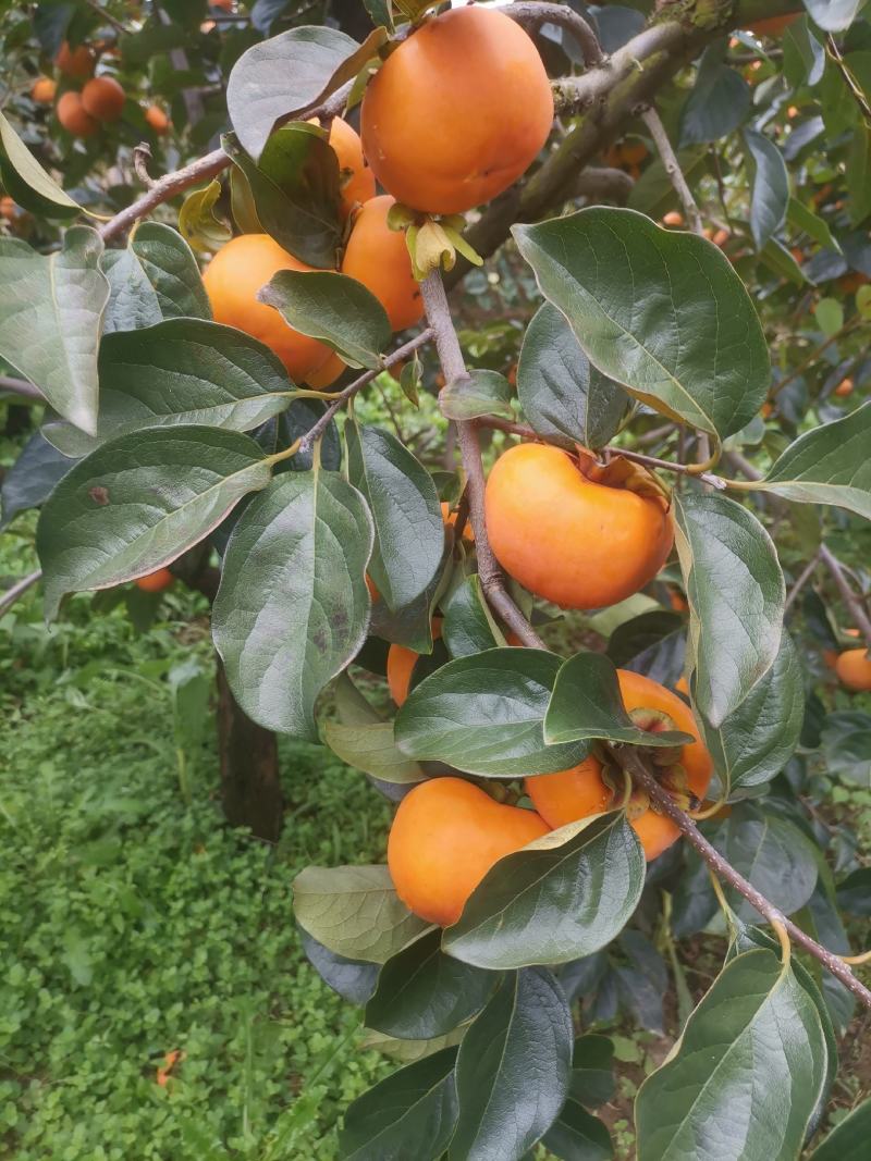 阳丰脆柿子，