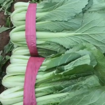 河北邯郸本地精品小白菜，现货，量大优先，欢迎咨询
