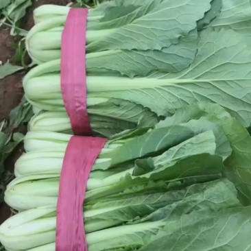 河北邯郸本地精品小白菜，现货，量大优先，欢迎咨询