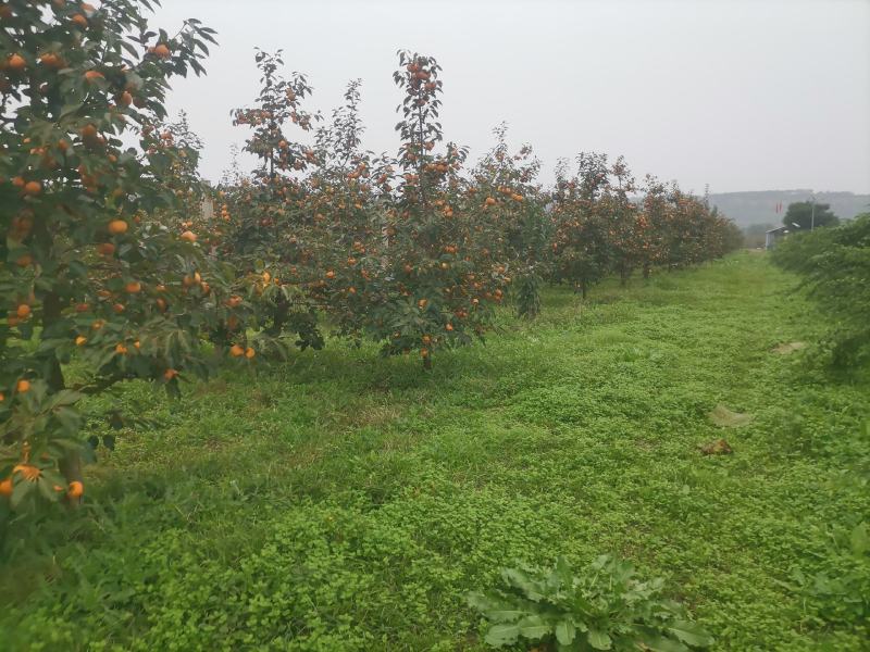 阳丰脆柿子，