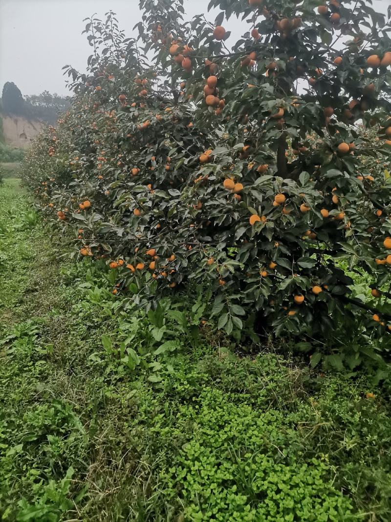 阳丰脆柿子，