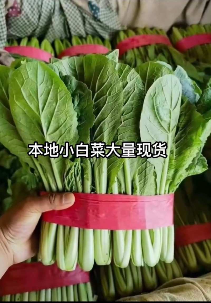 河北邯郸本地精品小白菜，现货，量大优先，欢迎咨询