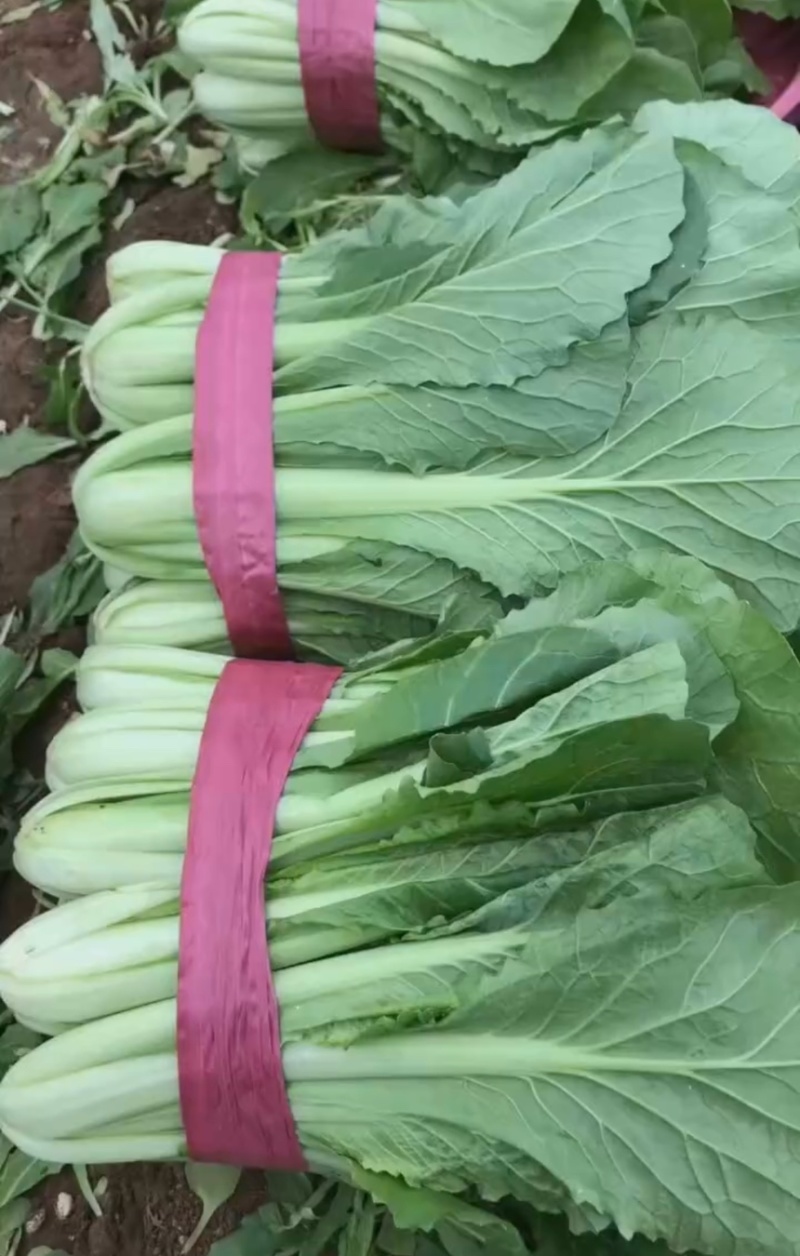 河北邯郸本地精品小白菜，现货，量大优先，欢迎咨询