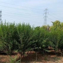 木槿