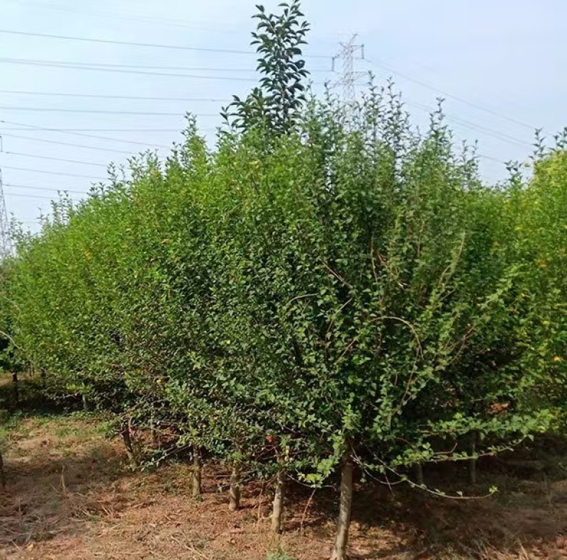 木槿