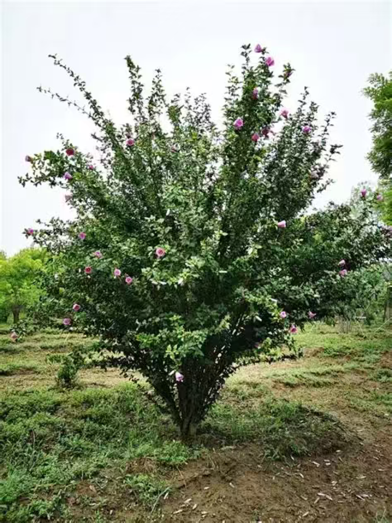 木槿