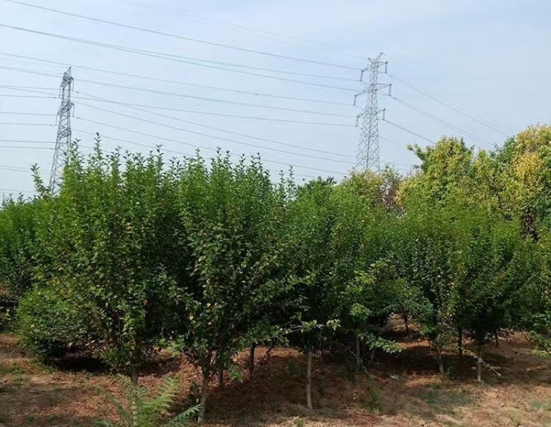 木槿