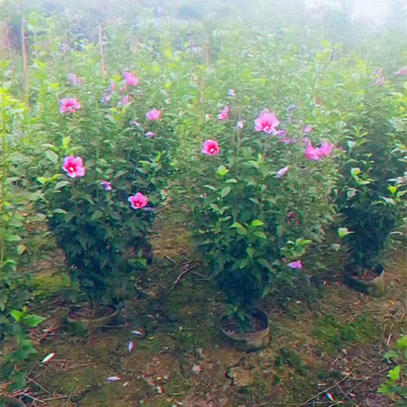 木槿
