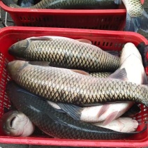 草鱼\新鲜草鱼\自家鱼塘养殖\个头大肉质好\对接各大市场