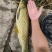 草鱼\新鲜草鱼\自家鱼塘养殖\个头大肉质好\对接各大市场