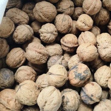秦岭山老品种核桃，大山深处生长，海拨高生长周期长，口感好