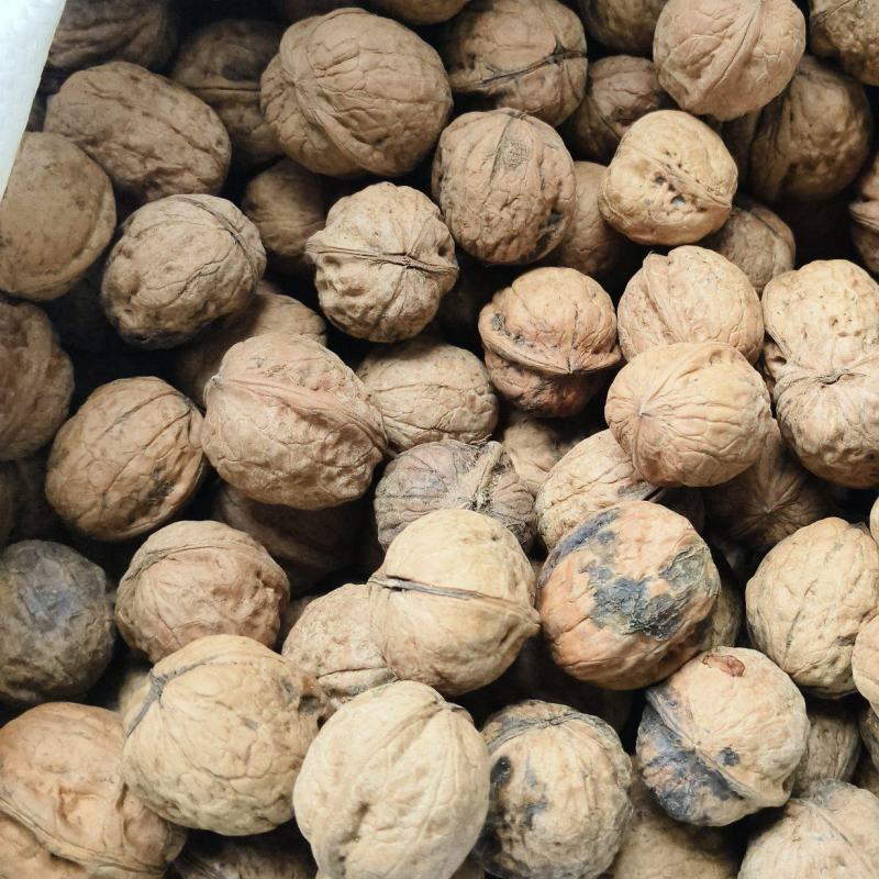 秦岭山老品种核桃，大山深处生长，海拨高生长周期长，口感好